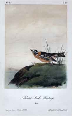 Painted Lark-Bunting