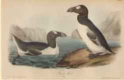 Great Auk.  Adult.