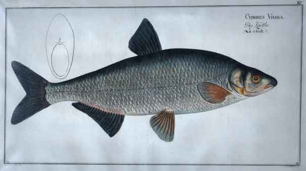 Cyprinus Vimba. pl. IV.