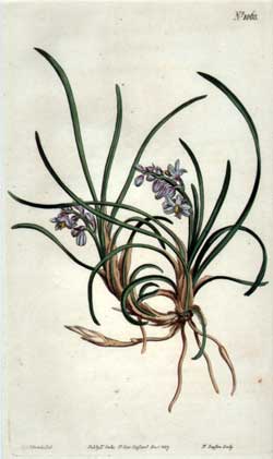 Ophiopogon Japonicus #1063