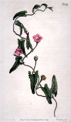 Convolvulus Erubescens #1067