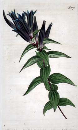 Gentiana Asclepiadea #1078