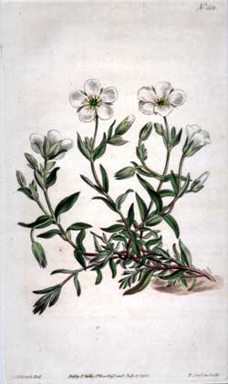 Arenaria Montana #1118