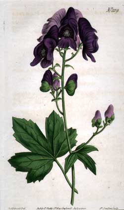 Aconitum Uncinatum #1119