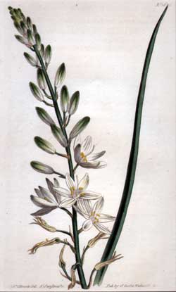 Phalangium Liliago #1635