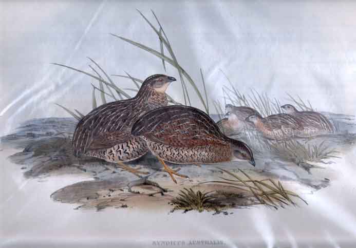 Synoicus Australis (Australian Partridge)