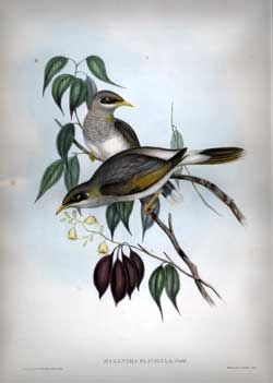 Myzantha Flavigula (Yellow-throated Miner)