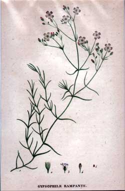 Gypsophile Rampante