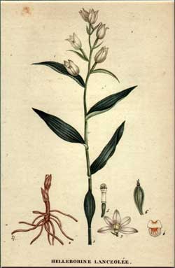 Helleborine Lanceolee