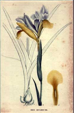 Iris Bulbeuse