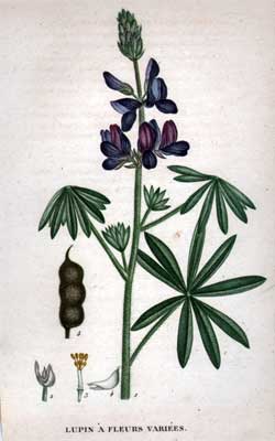 Lupin A Fleurs Variees