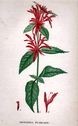 Monarda Ecarlate