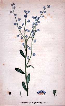 Myosotis Aquatique