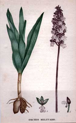 Orchis Militaire