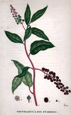 Phytolacca a Dix Etamines