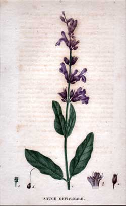 Sauge Officinale