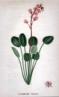 Saxifrage Velue