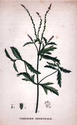 Verveine Officinale