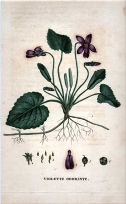 Violette Odorante