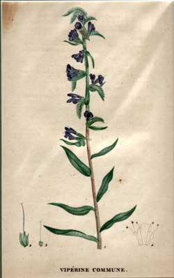 Viperine Officinale