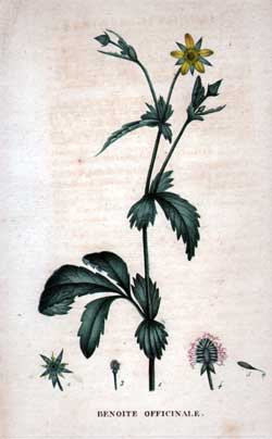 Benoite Officinale