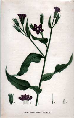 Buglose Officinale