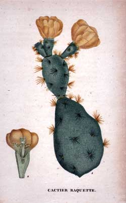 Cactier Raquette