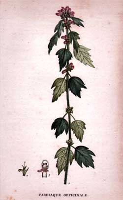 Cardiaque Officinale