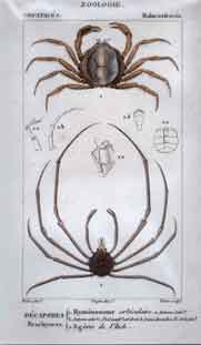 Malacostraces: Decapodes Brachyures 1. Hymenosome 2.Egerie