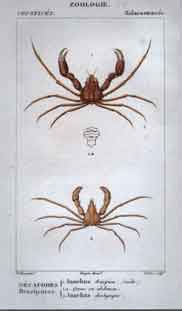 Malacostraces: Decapodes Brachyures 1.Inachus scorpion 2.Inachus dorhynque