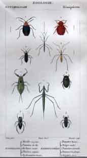 Hemipteres: Zoadelges 1-5,  Hydrocorees 1-5