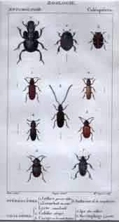 Coleopteres: Stereoceres 1-3, Omaloides 1-7