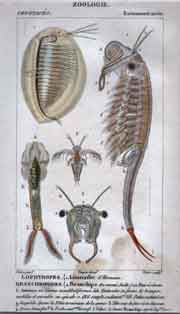 Entomostraces Lophyropes 1.Limnadie ,  Branchiopodes 2.Branchipe