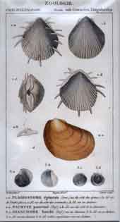 Sub-ostracees: 1.Plagiostome - 3. Dianchore