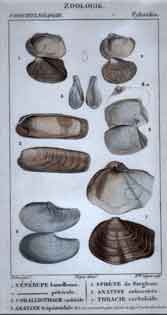 Pylorides: 1.Venerupe - 8.Anatine