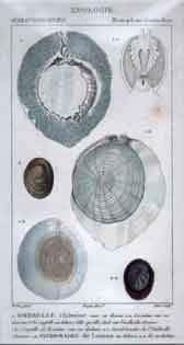 Monopleurobranches: 1.Ombrelle - 2. Siphonaire de Lesson