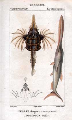 Eleutheropomes.1. Pegase dragon. 1a. tete vue en dessous.2. Polydon feuille.