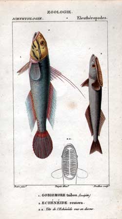 Eleutheropodes: 1.Gobiomore - 2.Echeneide