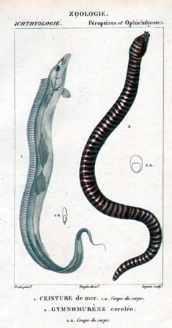 Peropteres: 1.Ceinture - 2.Gymnomurene