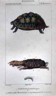 Chelonieus: 1.Tortue - 2.Chelyde