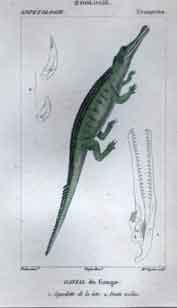 Uronectes: Gavial du Gange