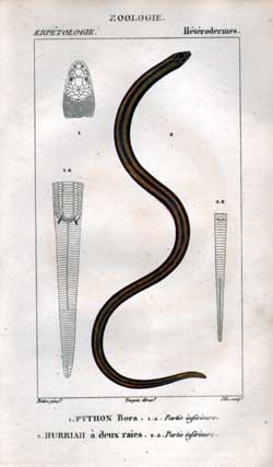 Heterodermes: 1.Python - 2.Hurriah