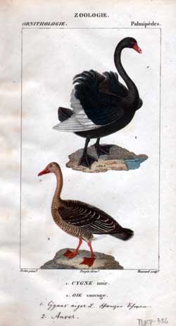 Palmipedes: 1.Cygne - 2.Oie