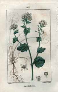 Cochlearia, Pl. 125 (Scurvy-Grass; Scruby Grass)