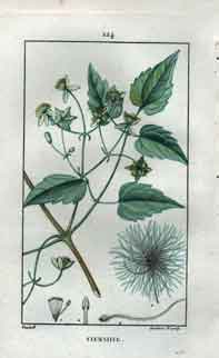 Clematite, Pl. 124 (Traveller’s Joy; Virgin’s Bower; Wild Climber)