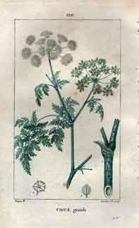 Cigue, grande Pl. 120 (Common Hemlock)