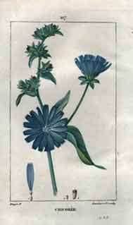 Chicoree, Pl. 117 (Succory; Chicory; Wild Succort)