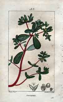 Pourpier (Purslane), Pl.283