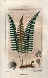 Polypode (Common Polypody), Pl. 278