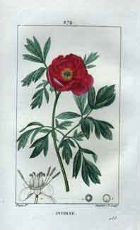 Pivoine (Piony), Pl.274